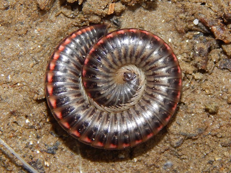 Myriapoda da ID